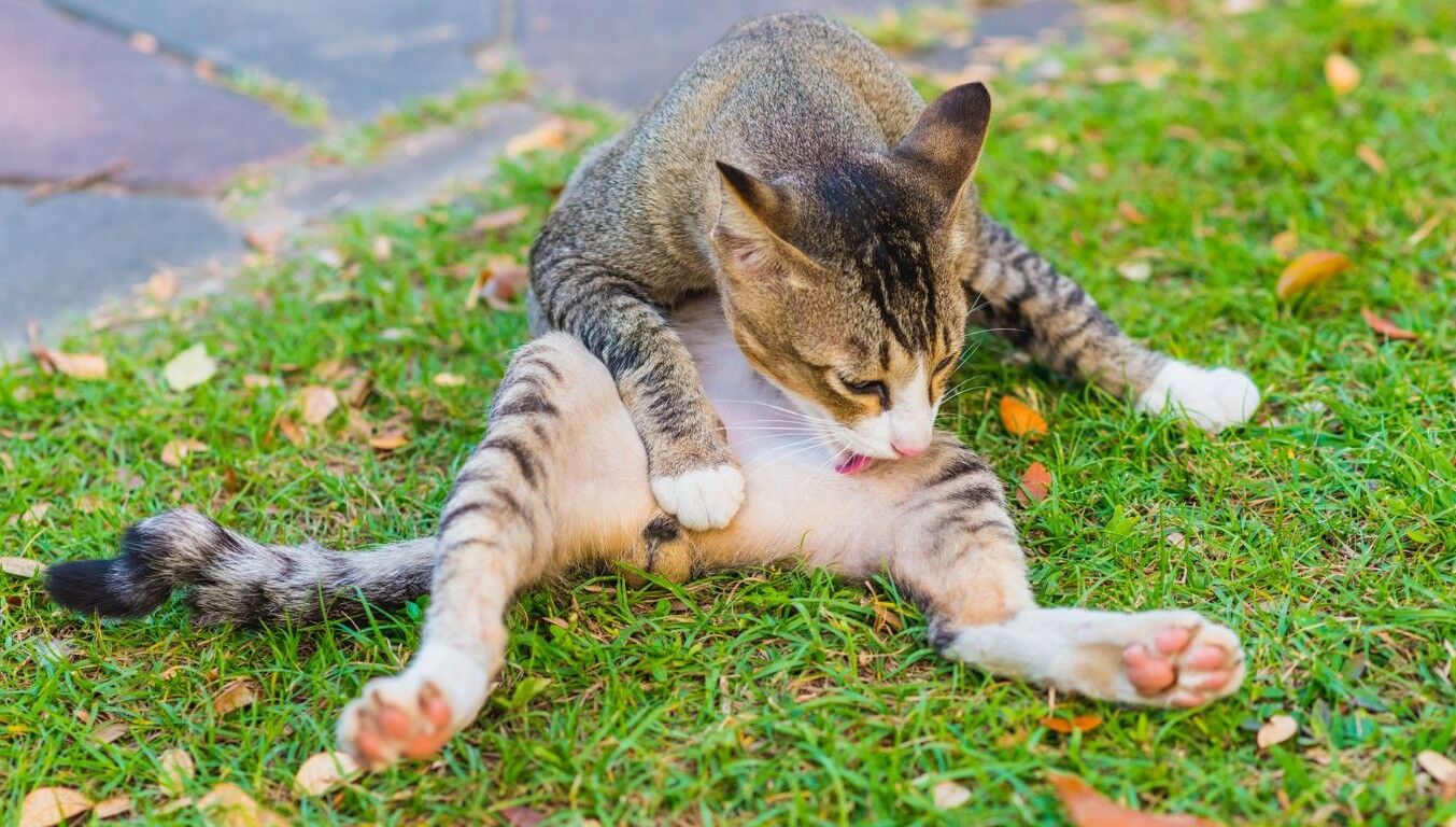 Katze Leckt Sich Ständig Am Schwanzansatz Lebererkrankung bei Katzen